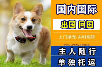 白沙县宠物托运公司白沙县宠物托运公司白沙县宠物托运公司