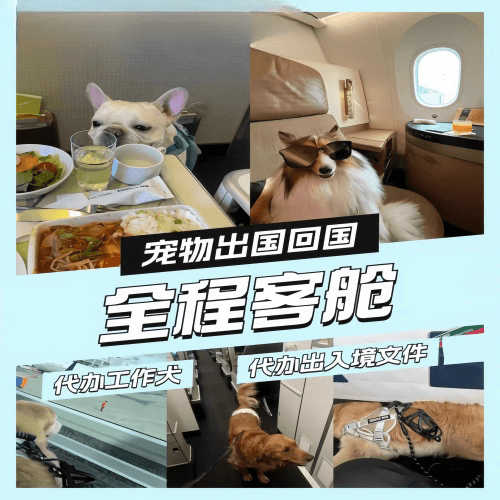 白沙县宠物托运到白俄罗斯宠物入境规定和要求